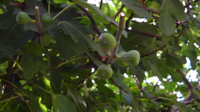 Green unripe figs growing on tree branch with lush foliage in summer garden close up 4K
