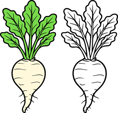 Sugar beet illustration icon in line art style and colored, coloring page for kids