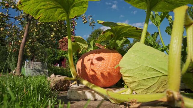 Giant yellow melon pumpkin (Cucurbita maxima) growing in a garden under the large leaves. 4K footage

