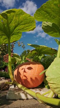 Giant yellow melon pumpkin (Cucurbita maxima) growing in a garden under the large leaves. 4K footage

