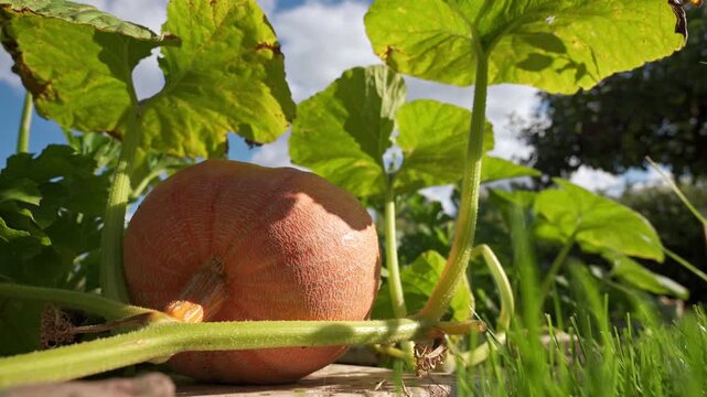 Giant yellow melon pumpkin (Cucurbita maxima) growing in a garden under the large leaves. 4K footage

