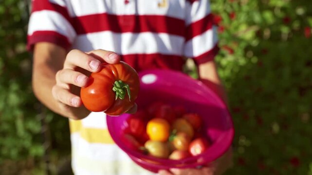 A young person holds a ripe tomato in their hand in front of the camera lens,  summer harvest in the garden. 4K footage