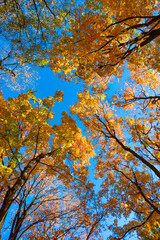 Obraz premium Fall season colors. Nature in autumn. Fall weather outdoor. Leaves in autumn nature forest. Fallen leaves. Maple glow. Autumn nature forest. Orange and yellow fall leaves