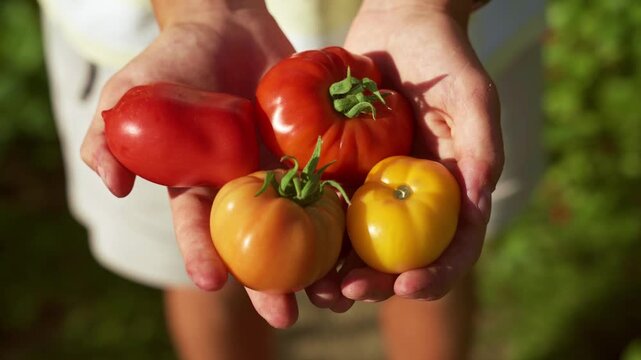 Ripe tomatoes of various varieties in shades of red, yellow and orange, held in the gardener&rsquo;s hands, 4k footage