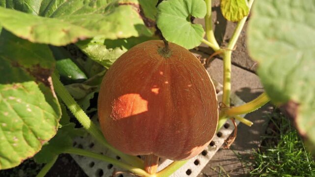 Giant yellow melon pumpkin (Cucurbita maxima) growing in a garden under the large leaves. 4K footage

