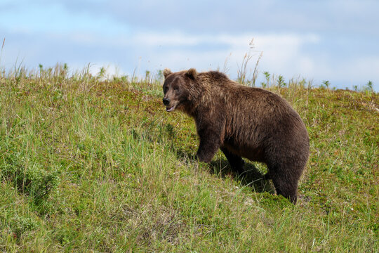 Brown bear walks across grassy hillside in Alaska&rsquo;s wilderness under partly cloudy sky, highlighting the strength and beauty of wildlife in its natural habitat.