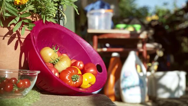 Close-up of a pink plastic colander filled with fresh red and yellow tomatoes. Small cherry tomatoes scattered on the stone surface. Gardening, harvest, and healthy food. 4K footage.