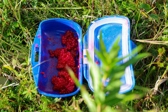 A box of bait used for fishing. Vibrant red salmon fish eggs sits on the green grass of an Alaskan tundra. 