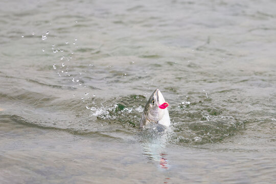 Silver Coho salmon leaps from river surface with lure visible in its mouth, splashing water droplets in midair during Alaska&rsquo;s dynamic fishing moment.