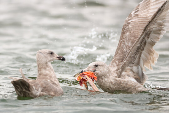 Two seagulls splash in an Alaskan river as they fight over red salmon meat from a carcass in the water, creating a dynamic wildlife moment against the rugged tundra and flowing current.