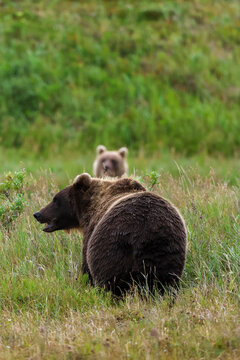 Two wild grizzly brown bears together in the green Alaskan tundra of Alaska. 