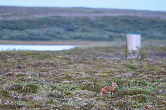 A small red fox stands alert on the vast Alaskan tundra, surrounded by open mossy terrain and soft natural light, creating a quiet wildlife moment in the remote northern wilderness.
