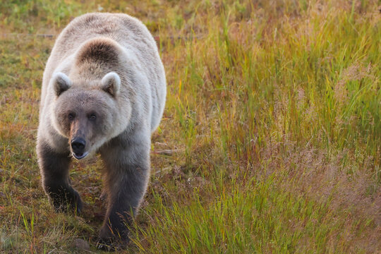 Wild brown grizzly bear walking in the Alaskan tundra. 