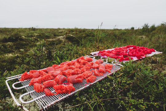 Vibrant red salmon eggs used as bait rest on two trays set against lush green Alaskan tundra during sunset, creating dramatic contrast between the bright roe and the warm evening landscape.