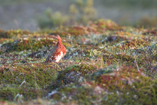 A red‑brown ptarmigan bird stands alert on mossy tundra in soft evening light, blending naturally into Alaska&rsquo;s wild landscape of grasses and low vegetation.