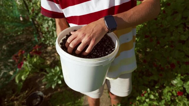 Young person takes and pours black chokeberry (Aronia melanocarpa) into white bucket, 4K footage