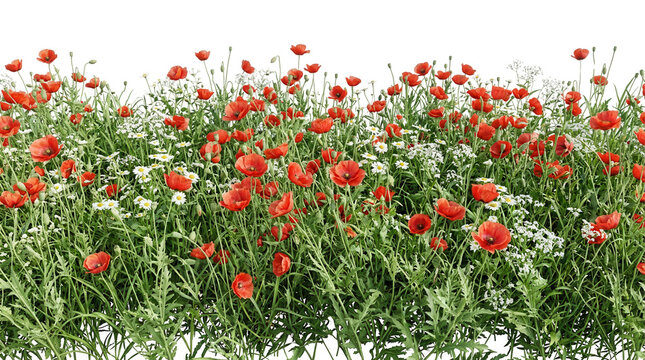 Une bordure horizontale de coquelicots rouges &eacute;clatants et de petites fleurs blanches sauvages isol&eacute;e sur un fond blanc pur, id&eacute;ale pour des compositions florales printani&egrave;res ou estivales naturelles.