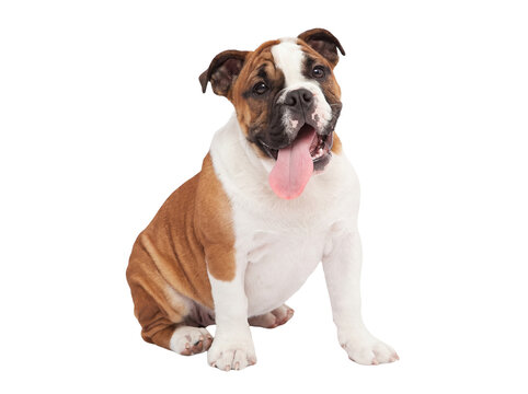 Cute brown and white English bulldog puppy sitting happily with tongue out isolated on transparent grid background for pet care advertising banners.
