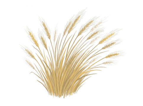 Illustration vectorielle d'une gerbe de bl&eacute; dor&eacute;e isol&eacute;e sur un fond blanc pur, repr&eacute;sentant des &eacute;pis de c&eacute;r&eacute;ales matures avec des tiges fines et d&eacute;taill&eacute;es, id&eacute;ale pour le design agricole ou