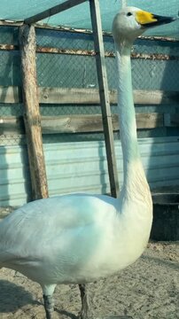 Whooper Swan Standing in Aviary Enclosure