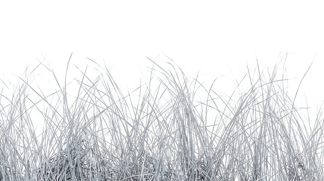 Gros plan sur des brins d'herbe fine et d&eacute;licate isol&eacute;s sur un fond blanc pur, cr&eacute;ant une bordure naturelle minimaliste parfaite pour des compositions graphiques, des designs &eacute;pur&eacute;s ou des projets