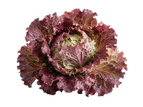 Uma cabe&ccedil;a inteira de alface roxa fresca e crocante, com folhas crespas em tons vibrantes de roxo e verde, isolada em um fundo branco puro, ideal para culin&aacute;ria saud&aacute;vel e fotografia gastron&ocirc;mica.