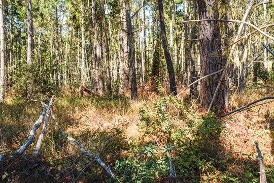 forest of California