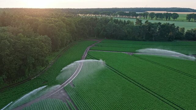 Irrigation system watering agricultural field in countryside. Organic vegetable farm, footage. Water sprinkler irrigating field. Drip irrigation system. Crop irrigation. Agriculture and farming