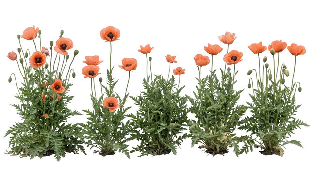 Conjunto de flores de amapola naranja vibrante aisladas sobre un fondo blanco puro, mostrando tallos verdes delgados, p&eacute;talos delicados y capullos en diversas etapas de floraci&oacute;n para dise&ntilde;o floral.