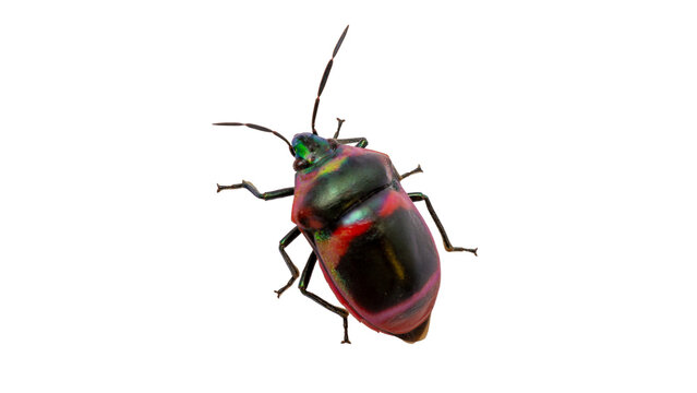 Metallic jewel bug Scutelleridae side view isolated on transparent background macro photo