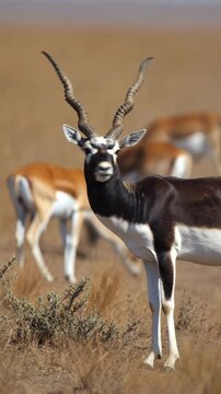 Male blackbuck antelope with long spiral horns standing in dry grassland savanna
