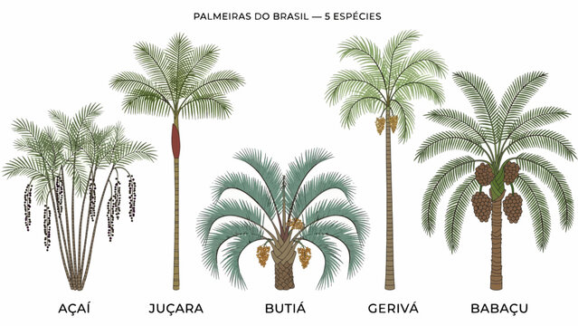 
Five palm species native to Brazil of great ecological and economic importance, highlighting their distinct silhouettes and structures.