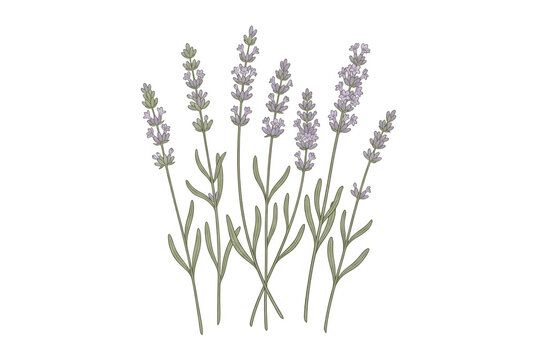 Illustrazione botanica di un mazzetto di fiori di lavanda viola con steli verdi, disegnata a mano in stile delicato su sfondo bianco, ideale per design naturale, benessere e decorazioni floreali.