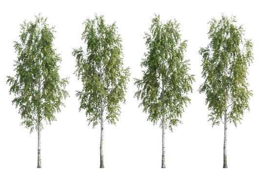 Un set di quattro alberi di betulla isolati su sfondo bianco, rappresentati con fogliame verde rigoglioso e tronchi chiari distintivi, ideali per progetti di architettura, rendering 3D e design