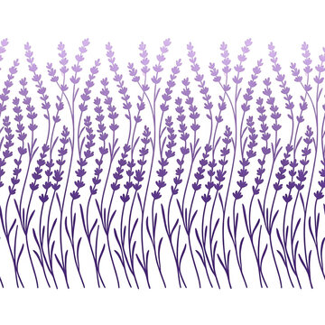 Illustrazione vettoriale senza cuciture di fiori di lavanda viola stilizzati su sfondo bianco, motivo floreale decorativo con steli sottili e infiorescenze a spiga per design tessile e carta da