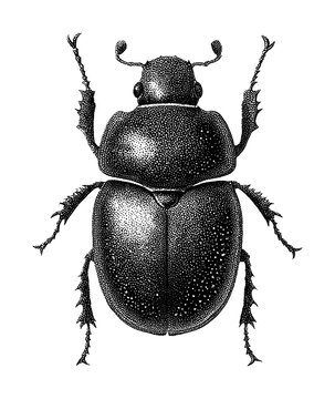 PNG Detailed black and white beetle illustration.