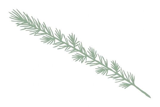 Minimalistyczna ilustracja gałązki iglastej w kolorze szałwiowej zieleni na czystym białym tle, przedstawiająca delikatny rysunek igieł sosnowych lub świerkowych w prostym, nowoczesnym stylu