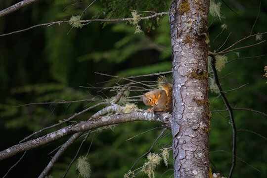Douglas Squirrel Resting on a Lichen-Draped Conifer Branch