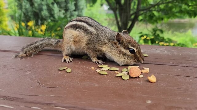 Chipmunk eating nut