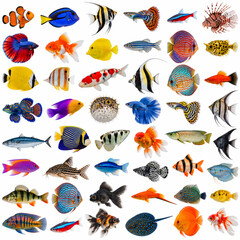 Fototapeta premium A Kaleidoscope of Aquatic Life: A vibrant collection of diverse fish species, showcasing a spectrum of colors, patterns, and forms, inhabit an underwater world, captured in a flat lay arrangement.