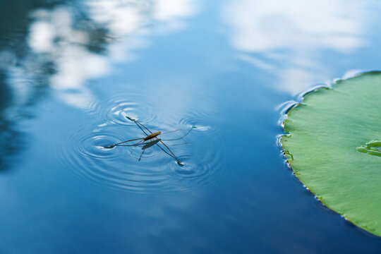 Water strider insect on calm blue water with lily pad, nature and aquatic ecosystem concept