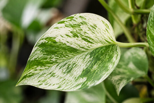 Variegated leaf with white and green pattern on plant, natural foliage detail