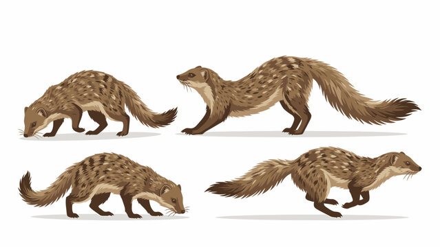 Set of four illustrations of a banded mongoose in different poses on a white background.