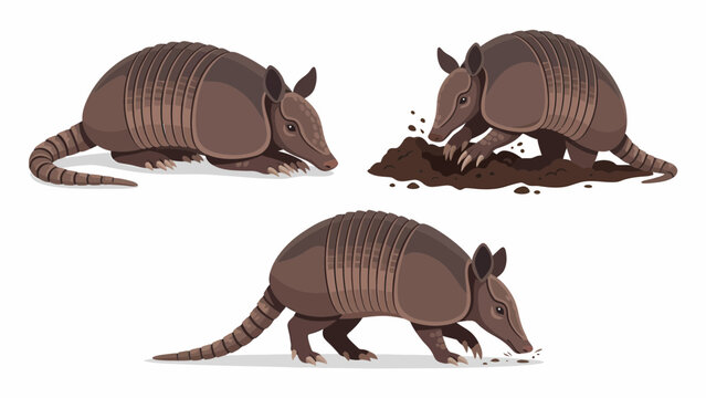Three illustrations of an armadillo in different poses, showing its armored shell and digging behavior.