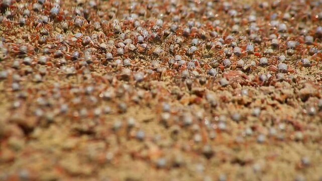 The sand bubbler crab (or sand crab) is a small crab that actively creates small sand balls on sandy beaches during low tide