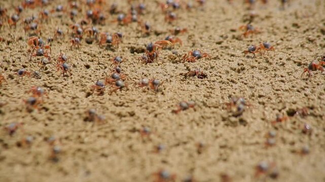 The sand bubbler crab (or sand crab) is a small crab that actively creates small sand balls on sandy beaches during low tide