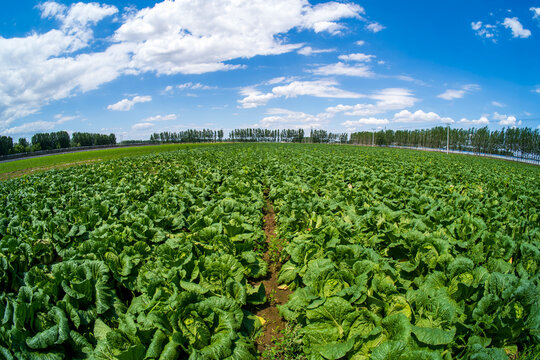 The cabbages in the field are under the blue sky and white clouds.