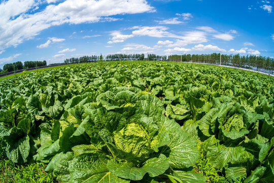 The cabbages in the field are under the blue sky and white clouds.