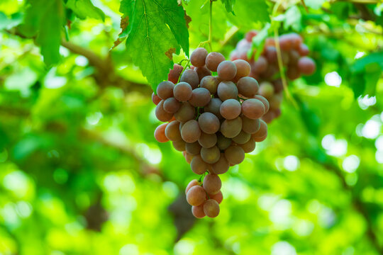 Ripe Red Grapes Hanging on the Vine