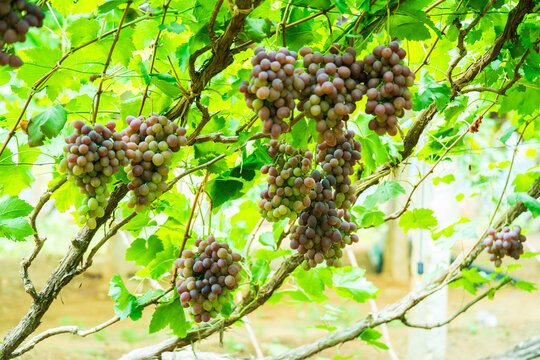 Ripe Red Grapes Hanging on the Vine
